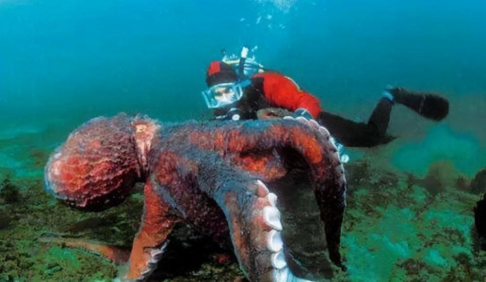 世界上最大的章鱼（长达9.1米/重545斤）